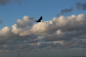 vulture_3560